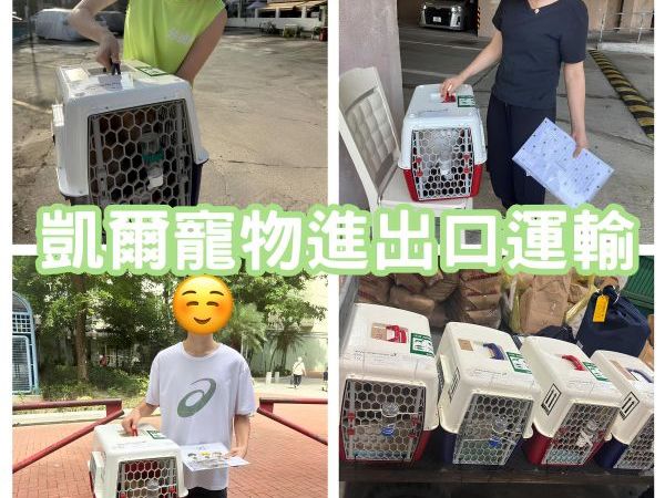2025/07/03『香港』4隻貓貓一同出發飛香港~~~~